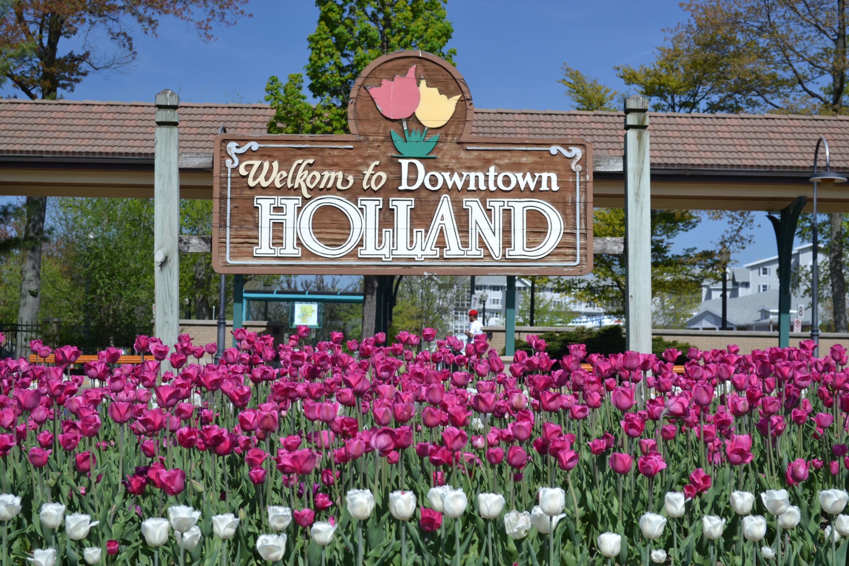 A patch of purple tulips in bloom in front of the Welkom to Holland sign